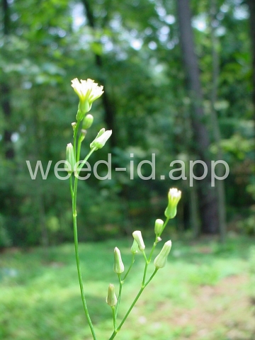 hawksbeard, Asiatic